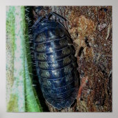 Pill Bug (photo) - Poster (Devant)