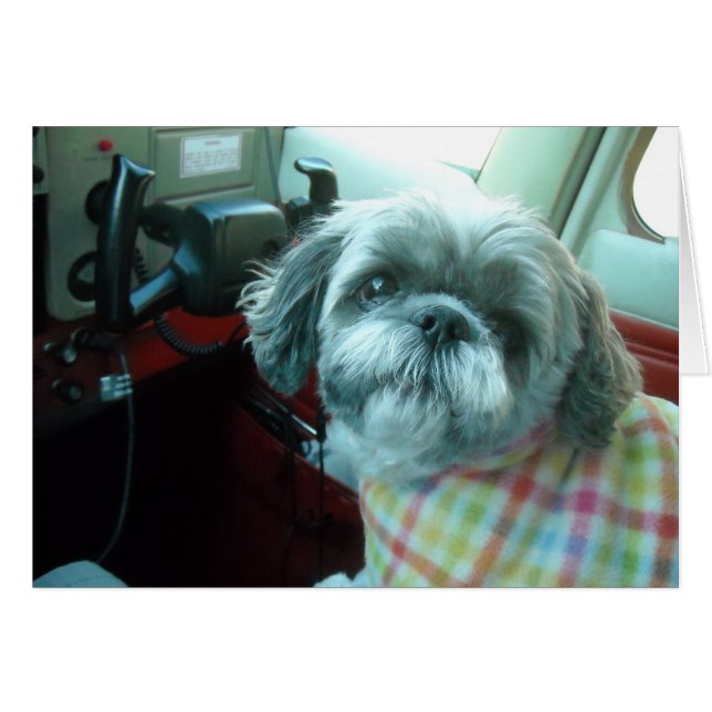 Piloot Shih Tzu (Voorkant Horizontaal)