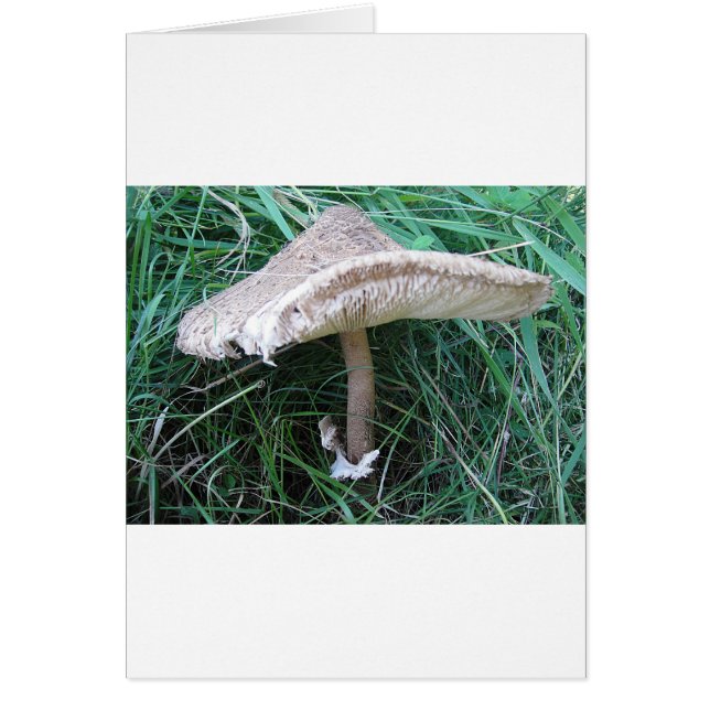 Pilz mit hübschem Hut (Voorkant)