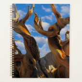 Pin Bristlecone (Devant)
