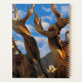 Pin Bristlecone (Dos)