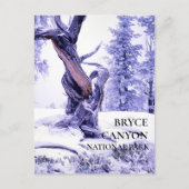 Pin de Bristlecone en hiver Carte postale neige (Devant)