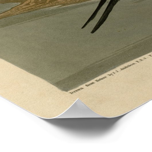 Pin tailed Duck Poster (Hoek)