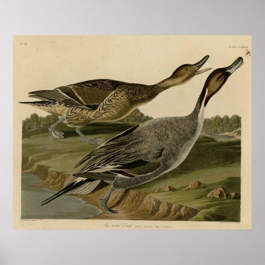 Pin tailed Duck Poster (Voorkant)