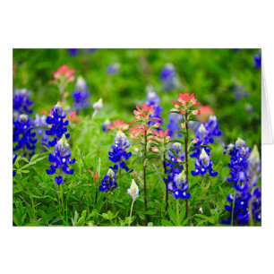 Pinceau indien et Bluebonnets