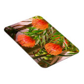 Pincushion Tango #1 Magnet Magneet (Rechterzijde)