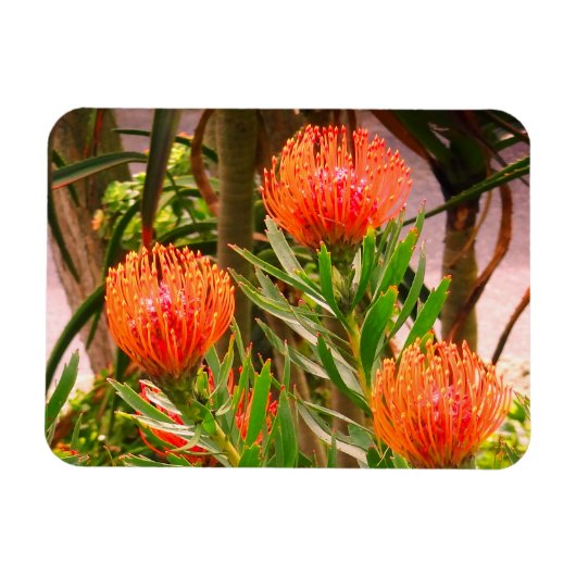 Pincushion Tango #1 Magnet Magneet (Horizontaal)