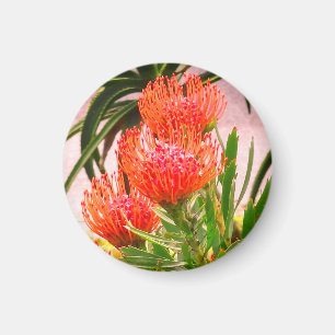 Pincushion Tango #1 Magnet Magneet