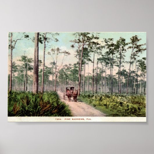 Pine Barrens van Florida Poster (Voorkant)