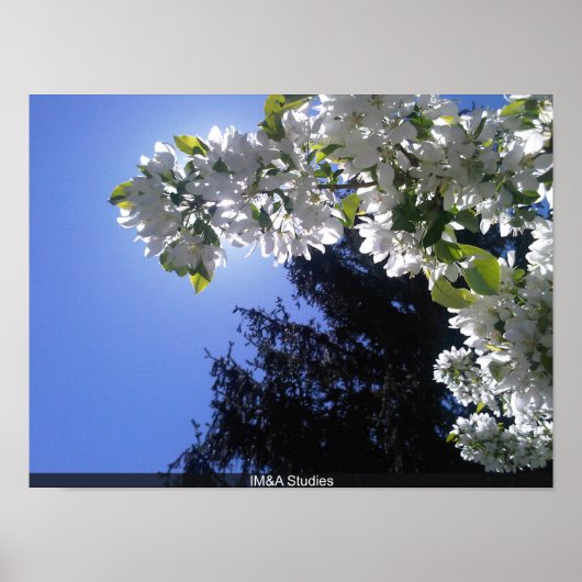 Pine Behind White Floral Tree Blossom Poster (Voorkant)