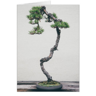 Pine Bonsai