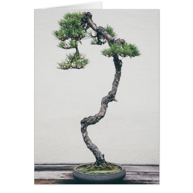 Pine Bonsai (Voorkant)