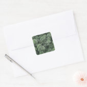 Pine Branches Evergreen Fir Tree Needles Winter Vierkante Sticker (Envelop)