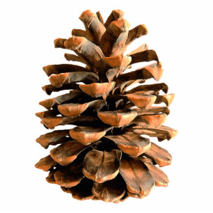 Pine Cone Fotobeeldje Magneet