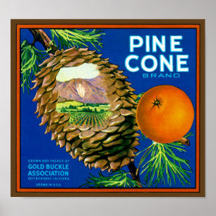 Pine Cone-Sinaasappels Poster