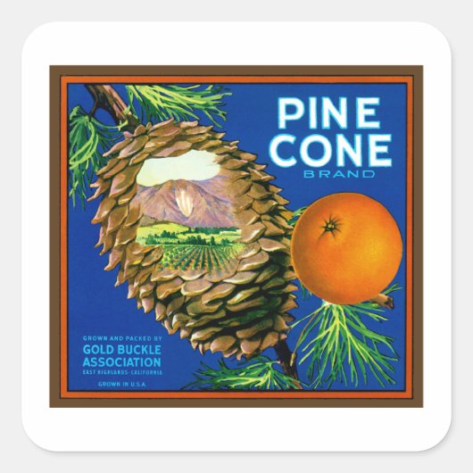 Pine Cone-Sinaasappels Vierkante Sticker (Voorkant)