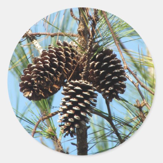 Pine Cone Stickers (Voorkant)