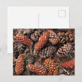 Pine Cones Briefkaart (Voorkant / Achterkant)