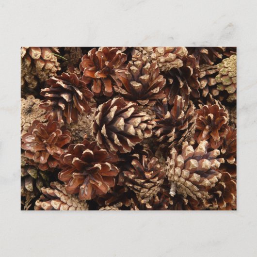 Pine Cones Briefkaart (Voorkant)