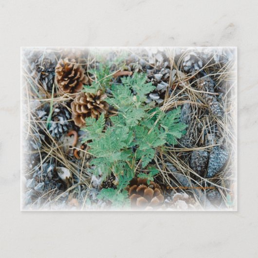 Pine Cones en Fern Briefkaart (Voorkant)
