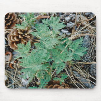Pine Cones en Fern Mousepad Muismat