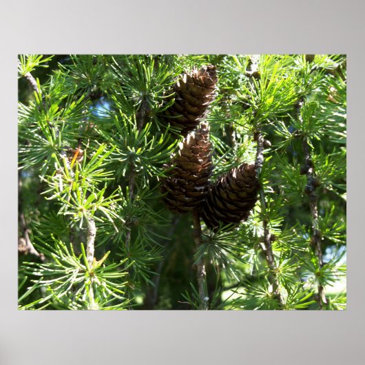 Pine Cones Poster (Voorkant)
