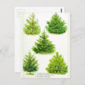 Pine Fir Spruce Tree  Botanische afdrukken Briefkaart (Voorkant / Achterkant)