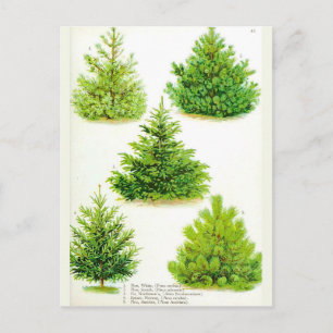 Pine Fir Spruce Tree  Botanische afdrukken Briefkaart