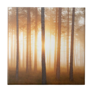 Pine Forest Landscape Tegeltje