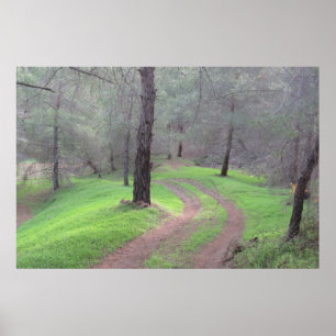 Pine Forest Road Poster