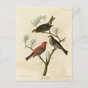 Pine Grosbeak van de Amerikaanse vogels van Audubo Briefkaart