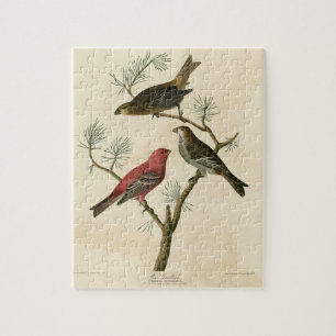 Pine Grosbeak van de Amerikaanse vogels van Audubo Legpuzzel
