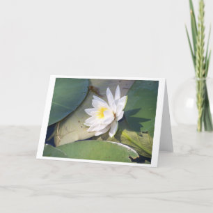 Pine Lake Water Lily Kaart
