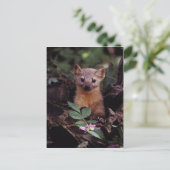 Pine Marten Briefkaart (Staand voorkant)