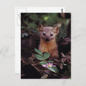 Pine Marten Briefkaart (Voorkant / Achterkant)
