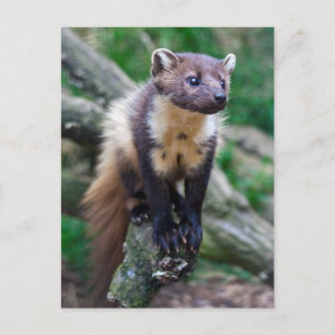 Pine Marten Briefkaart