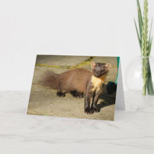 Pine marten Folded Wenskaart Kaart