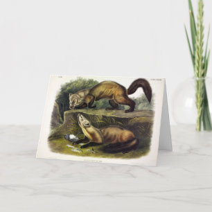 Pine Marten (Mustela Martes) American Marten Kaart