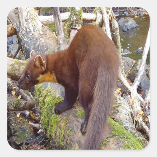 Pine Marten op Log Vierkante Sticker (Voorkant)