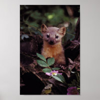 Pine Marten
