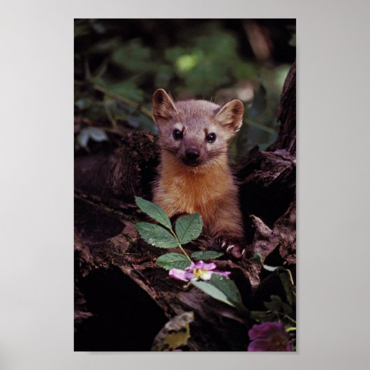 Pine Marten Poster (Voorkant)
