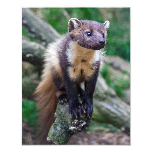 Pine Marten Print Foto Afdruk (Voorkant)