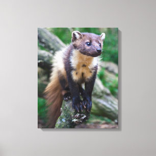 Pine Marten Wrapped Canvas Afdruk