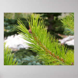 Pine naalden poster