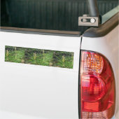 Pine Needles van Kenneth Yoncich Bumpersticker (Op Truck)