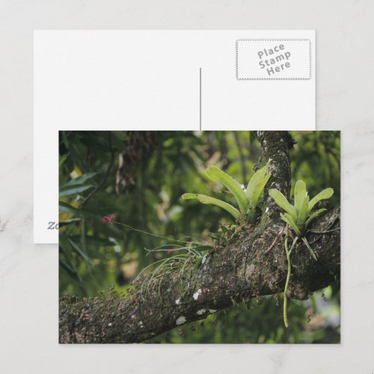 Pine Pink, Bletia purpurea, bloeiend op Mango Briefkaart (Voorkant / Achterkant)