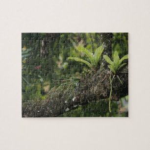 Pine Pink, Bletia purpurea, bloeiend op Mango Legpuzzel