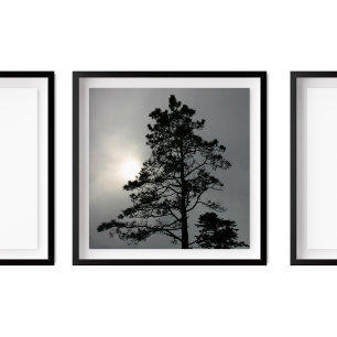Pine Silhouette Cloudy Sun Fotografie Poster