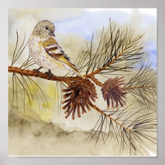 Pine Siskin Canvas Afdrukken Poster (Voorkant)