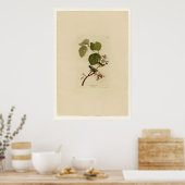 Pine Swamp Warbler Poster (Keuken)